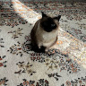 Meet your Posher, Amy